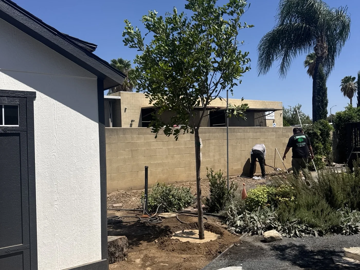 Árbol de sombra nuevo instalado en el patio