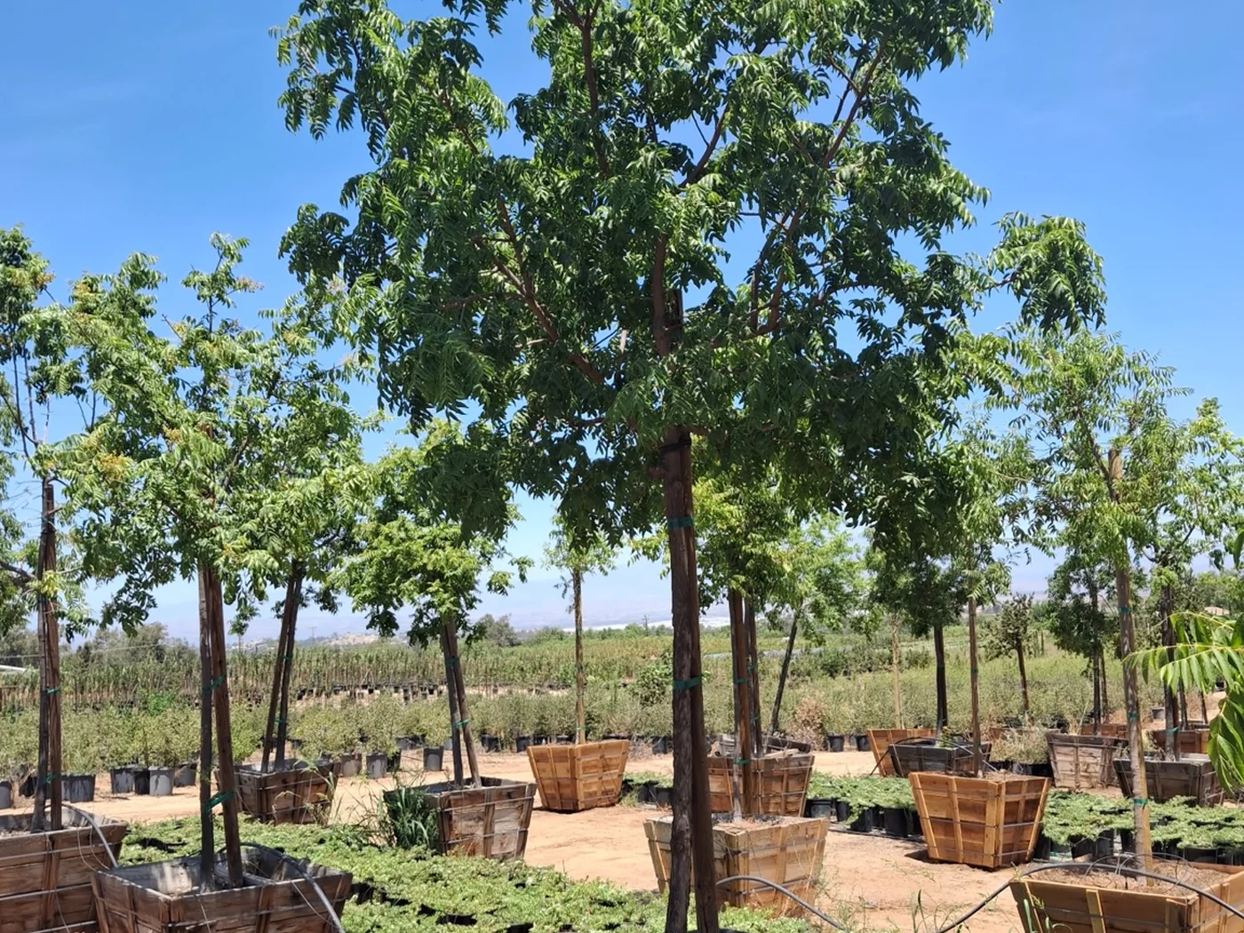 Árboles grandes disponibles en un vivero