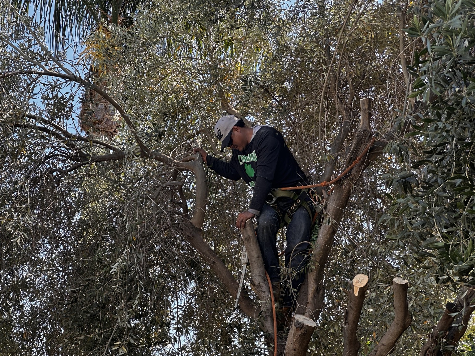 Tree service worker in a mature tree