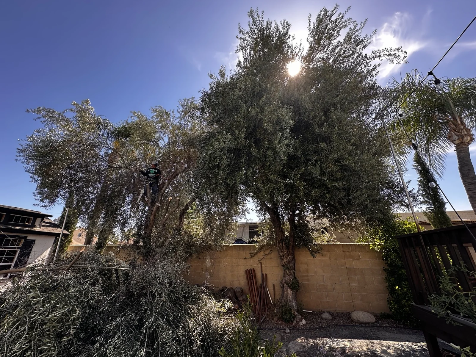 JL Professional Tree Service removing a mature olive tree