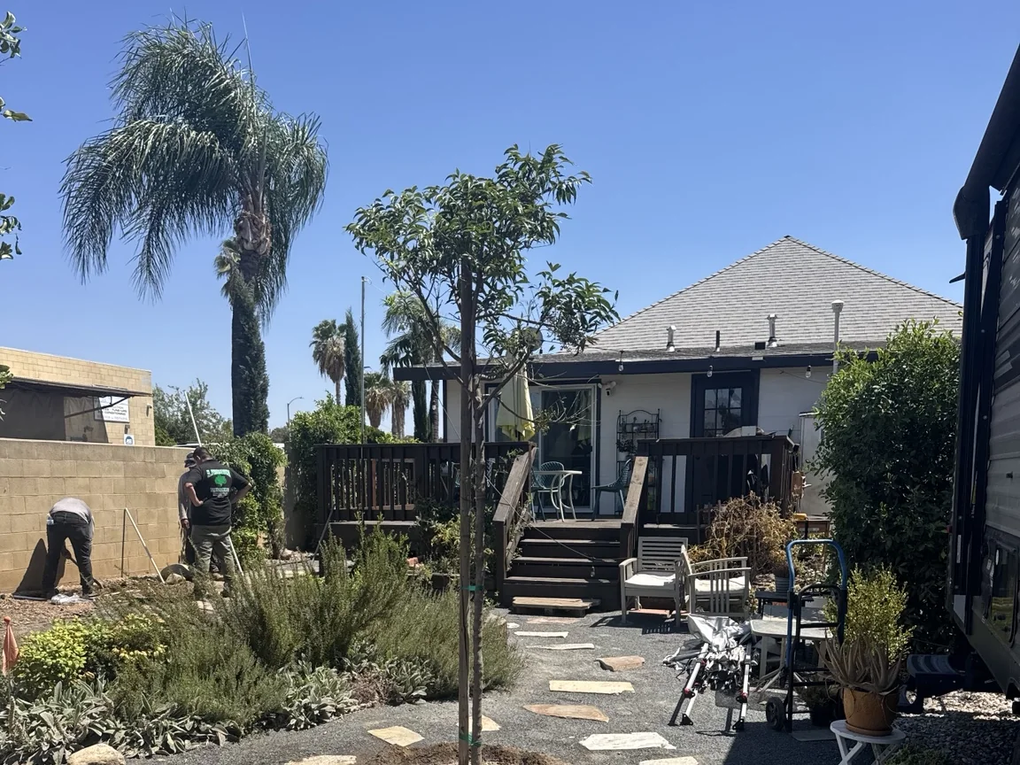 New shade tree installed after the olive tree removal